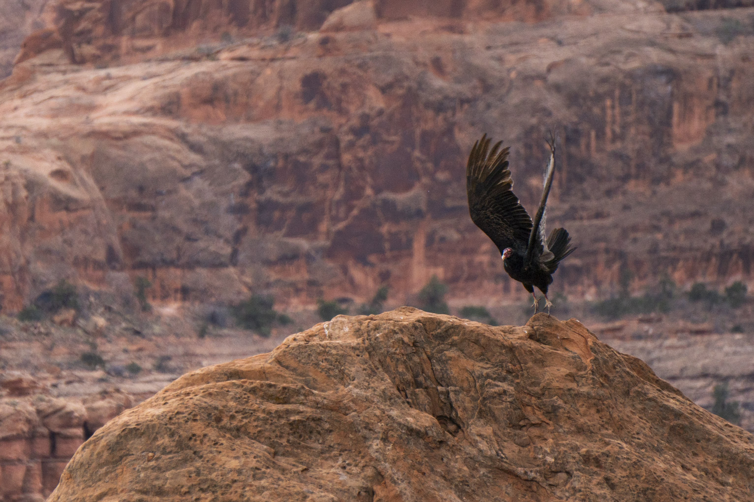 A turkey vulture takes off from a rock